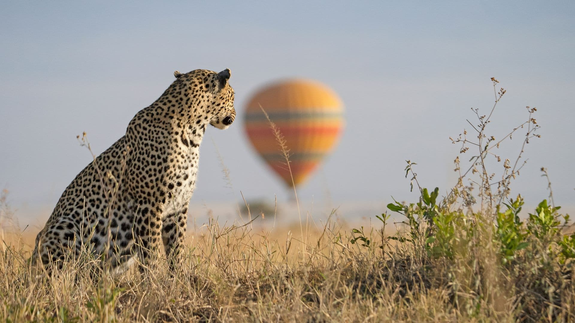 Fly-In Safari Tourism and Luxury Air Travel SA