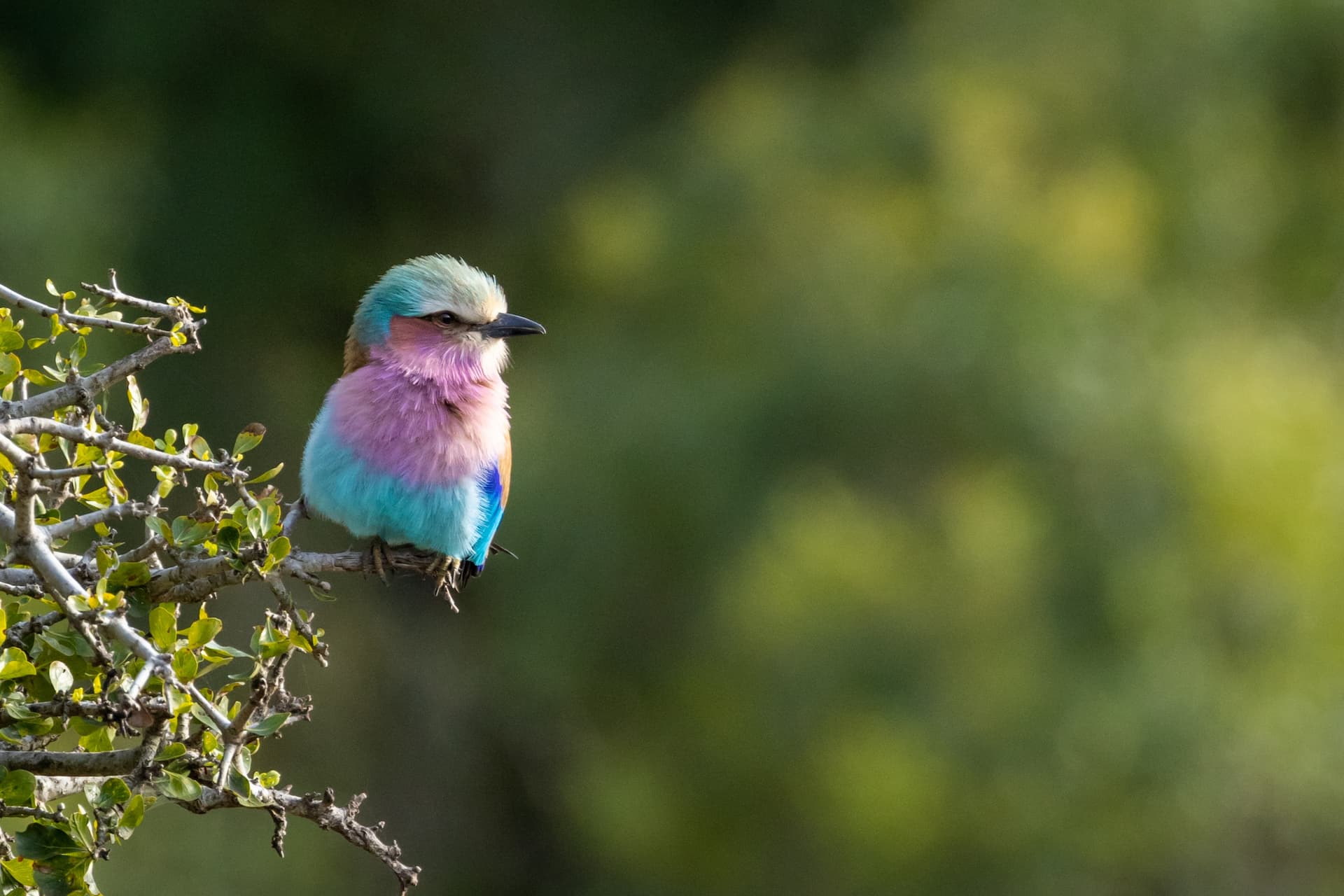 Skilpad Wildflower Reserve
