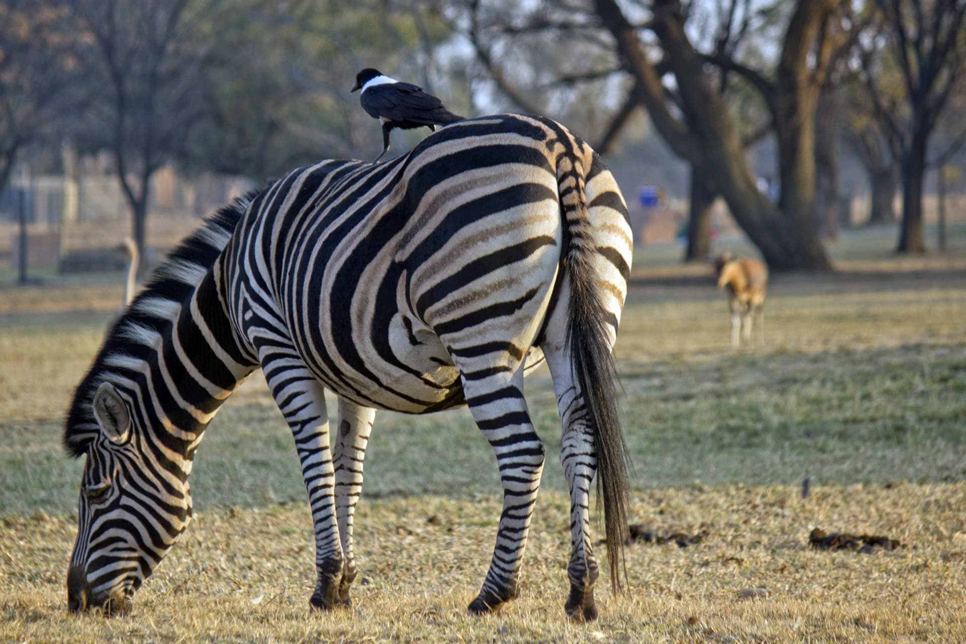 South Africa Safari's - Top safari camps to visit