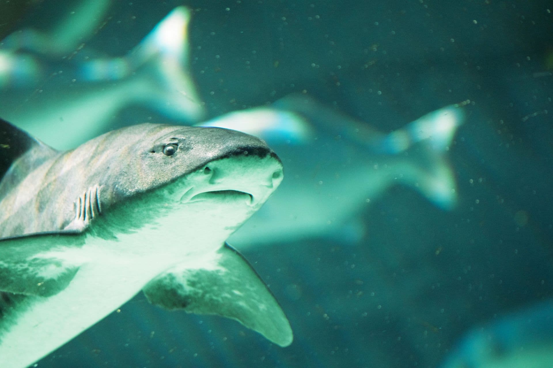 The Business of Shark Cage Diving in South Africa