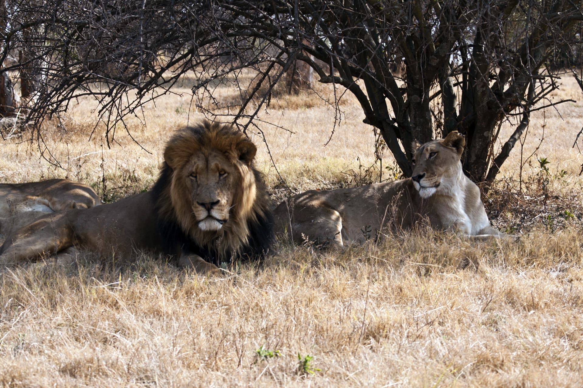 The Lion and Safari Park
