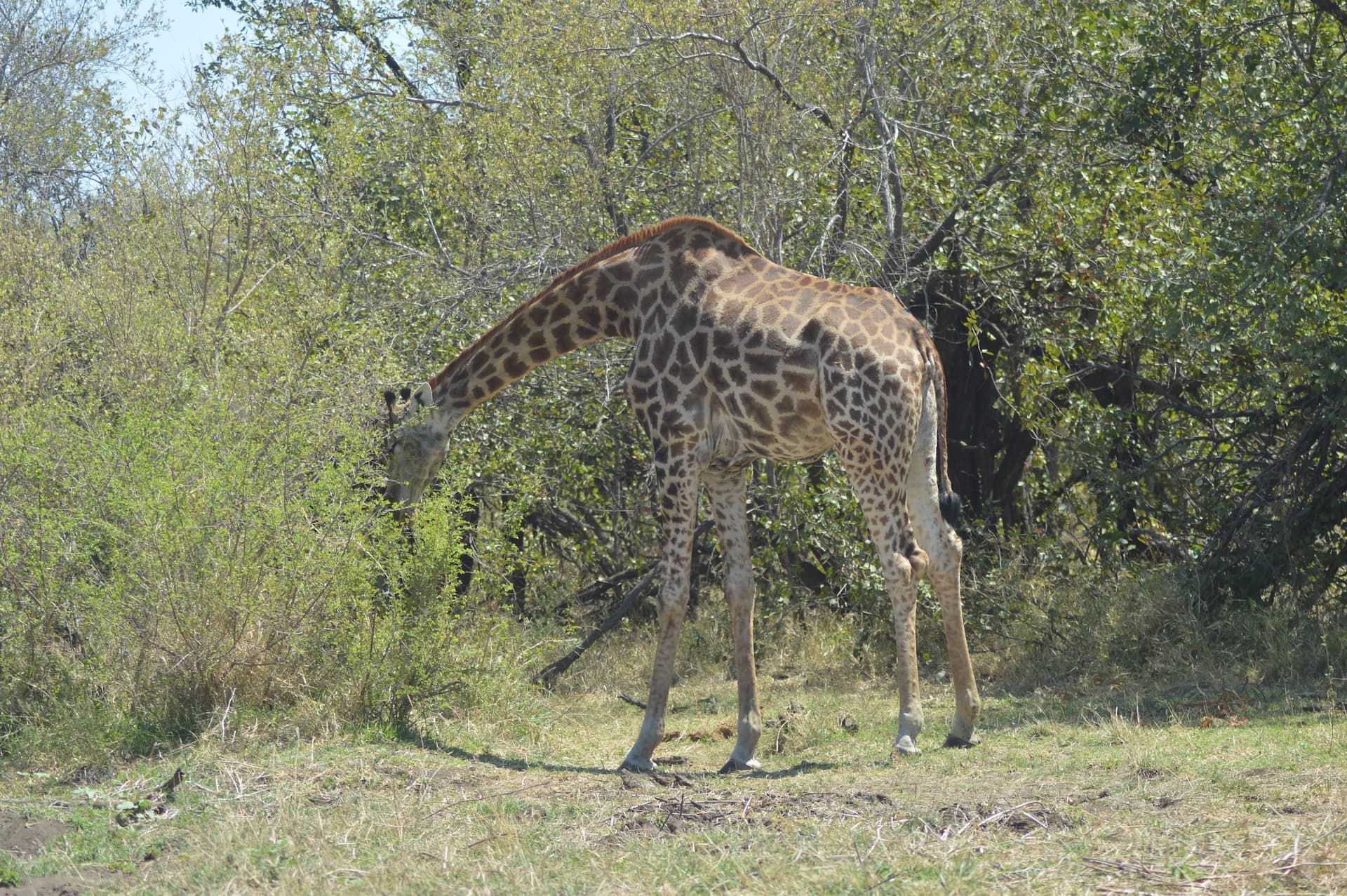 Touchstone Game Farm