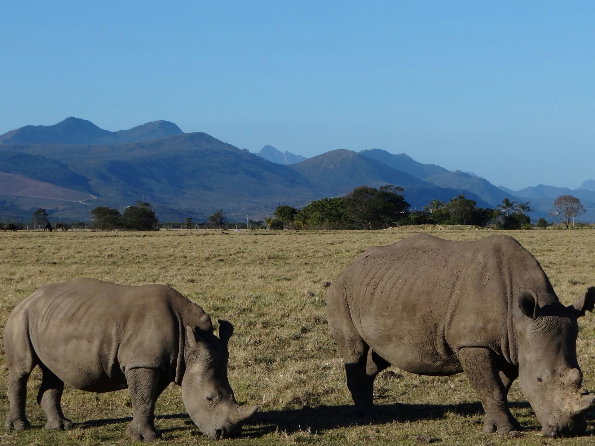 How Tourism Funds Wildlife Conservation in South Africa