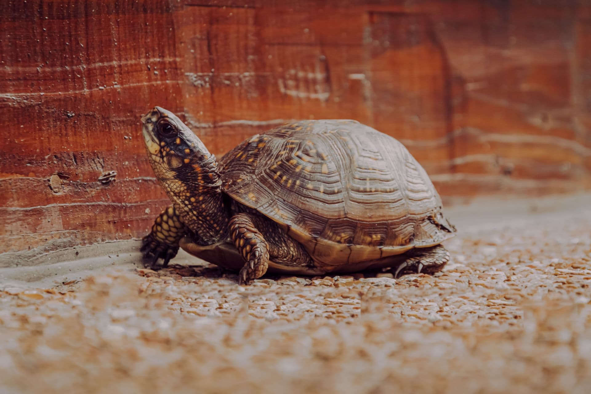 Turtle Tracking at Kosi Bay, KwaZulu-Natal