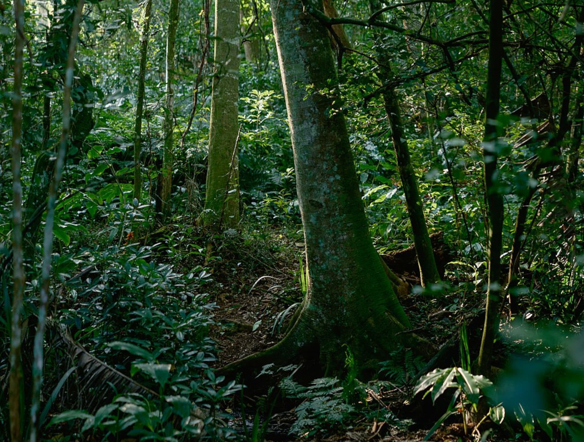 Umlalazi Nature Reserve