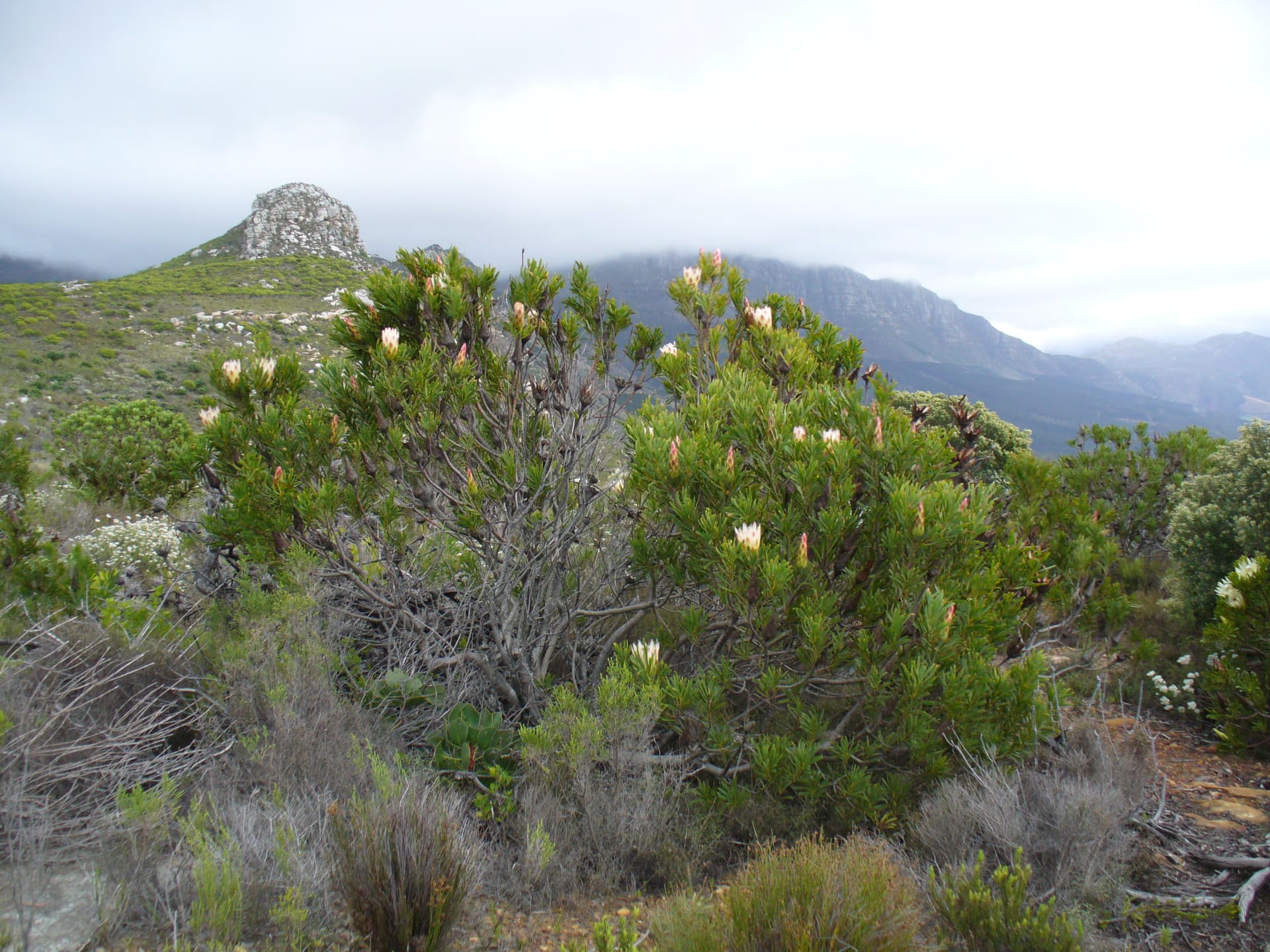 Van Stadens Wild Flower Reserve, Eastern Cape South Africa