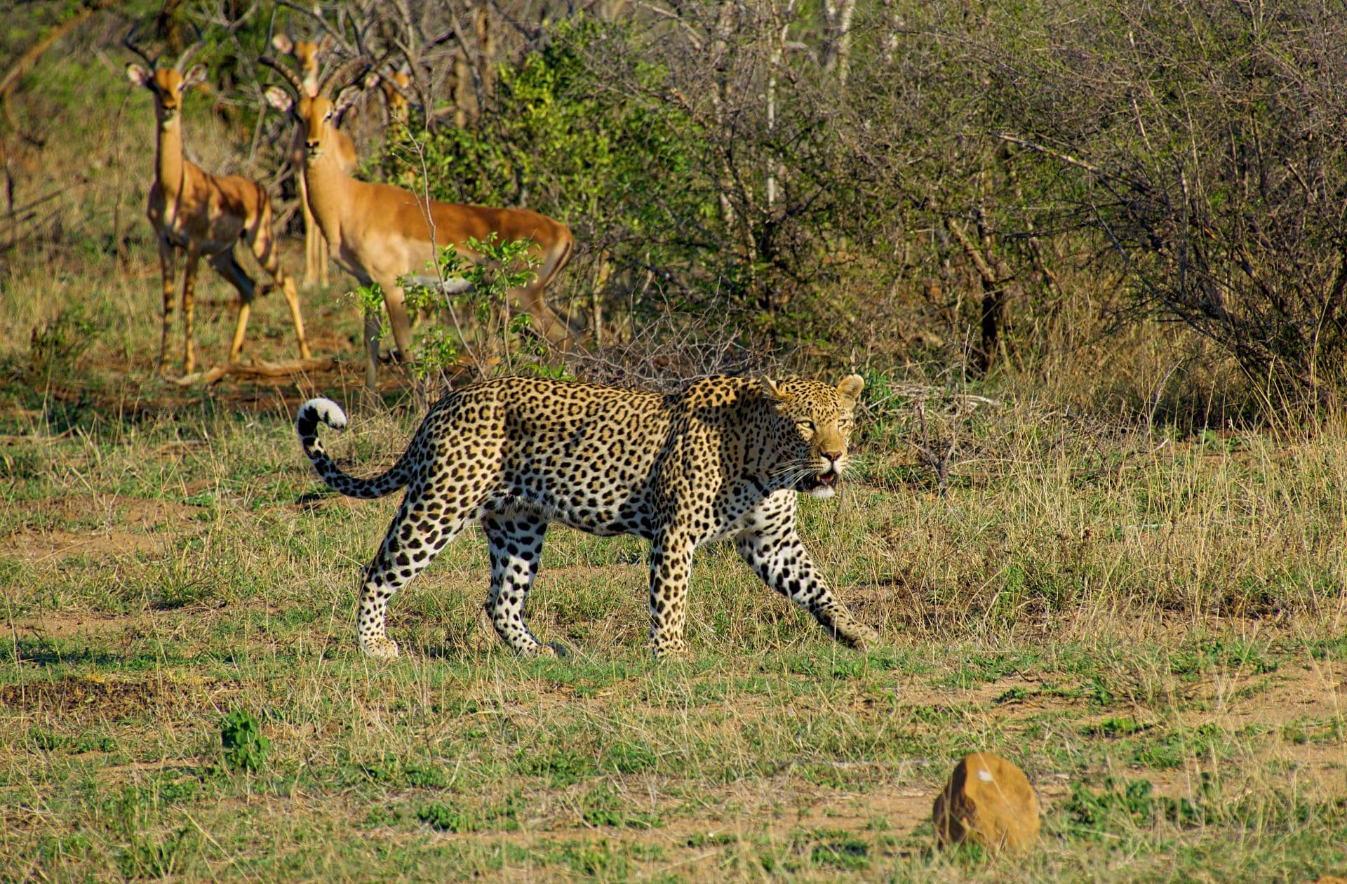 Walking Safaris At Kruger National Park
