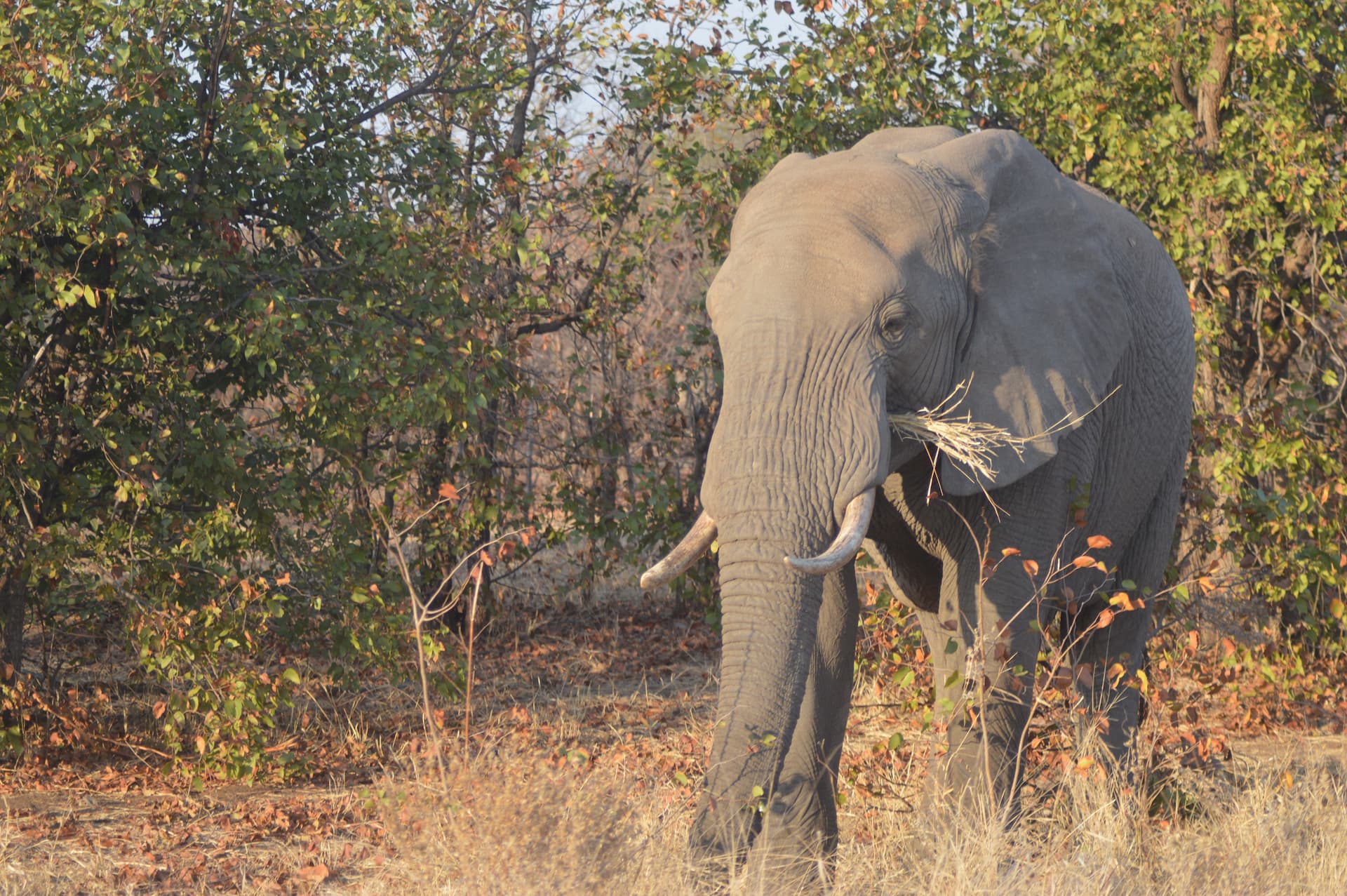 Waterberg Region, Limpopo