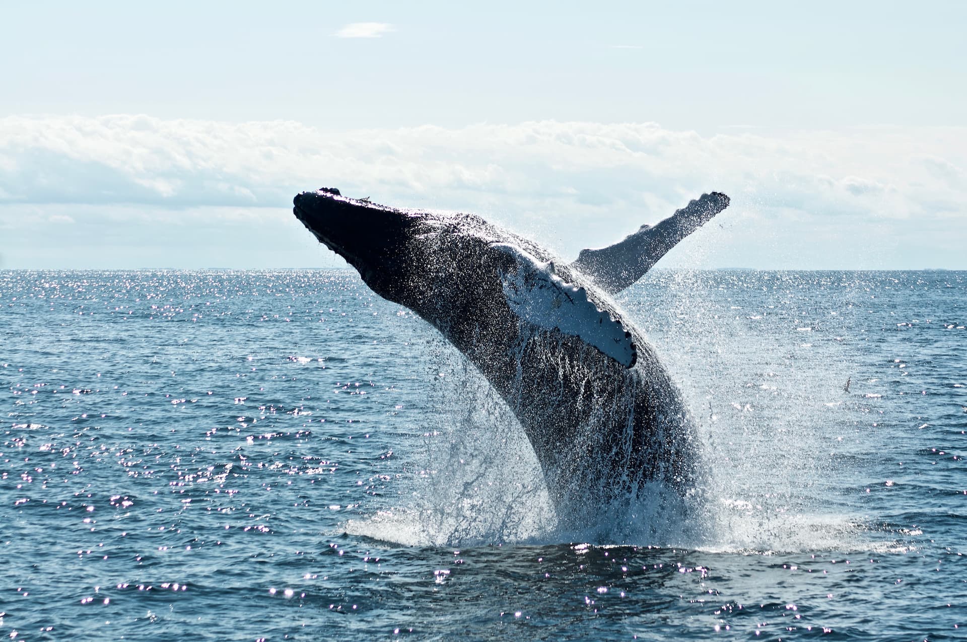 Whale Watching in Algoa Bay
