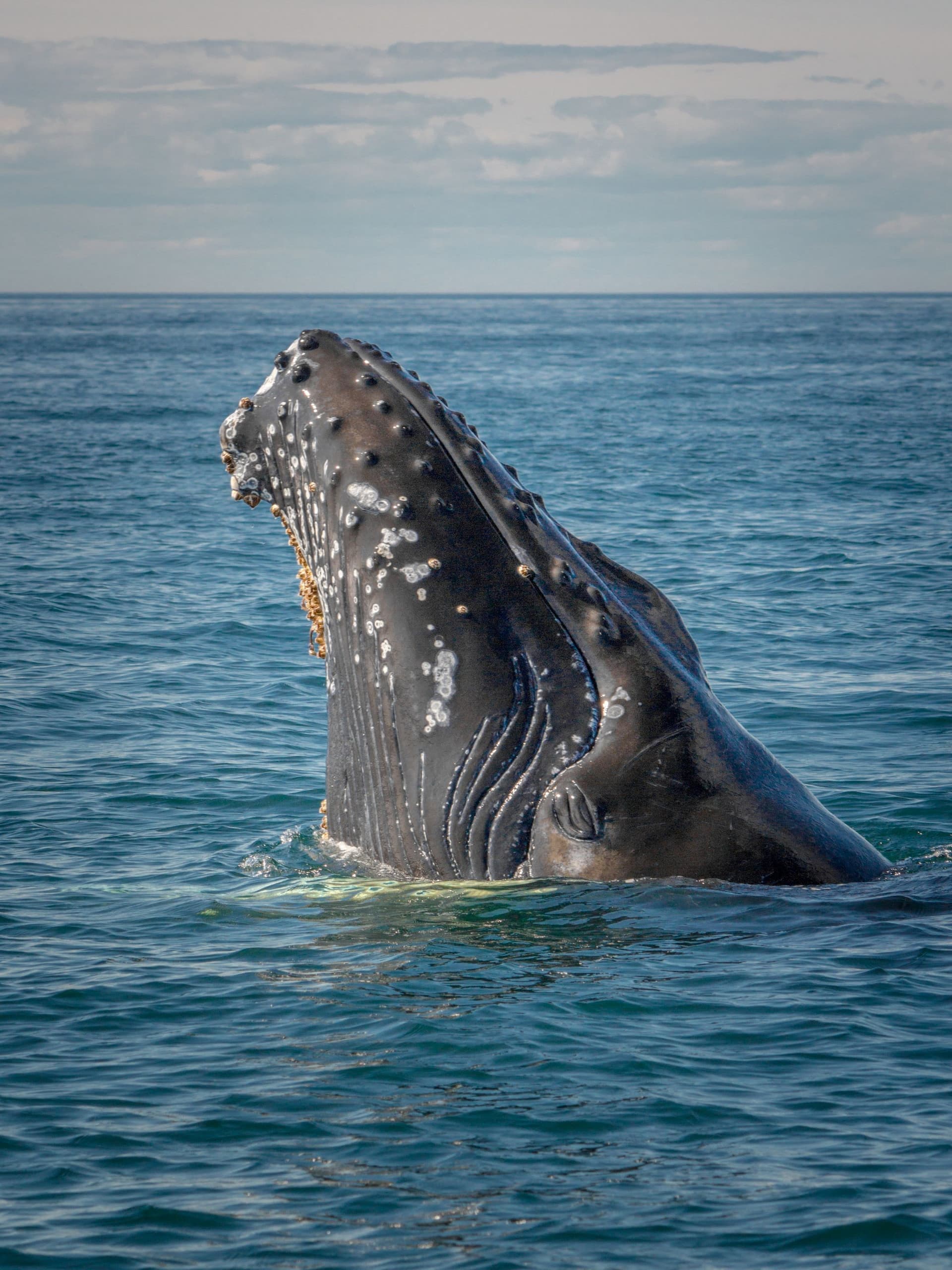Whale watching in Arniston, Western Cape