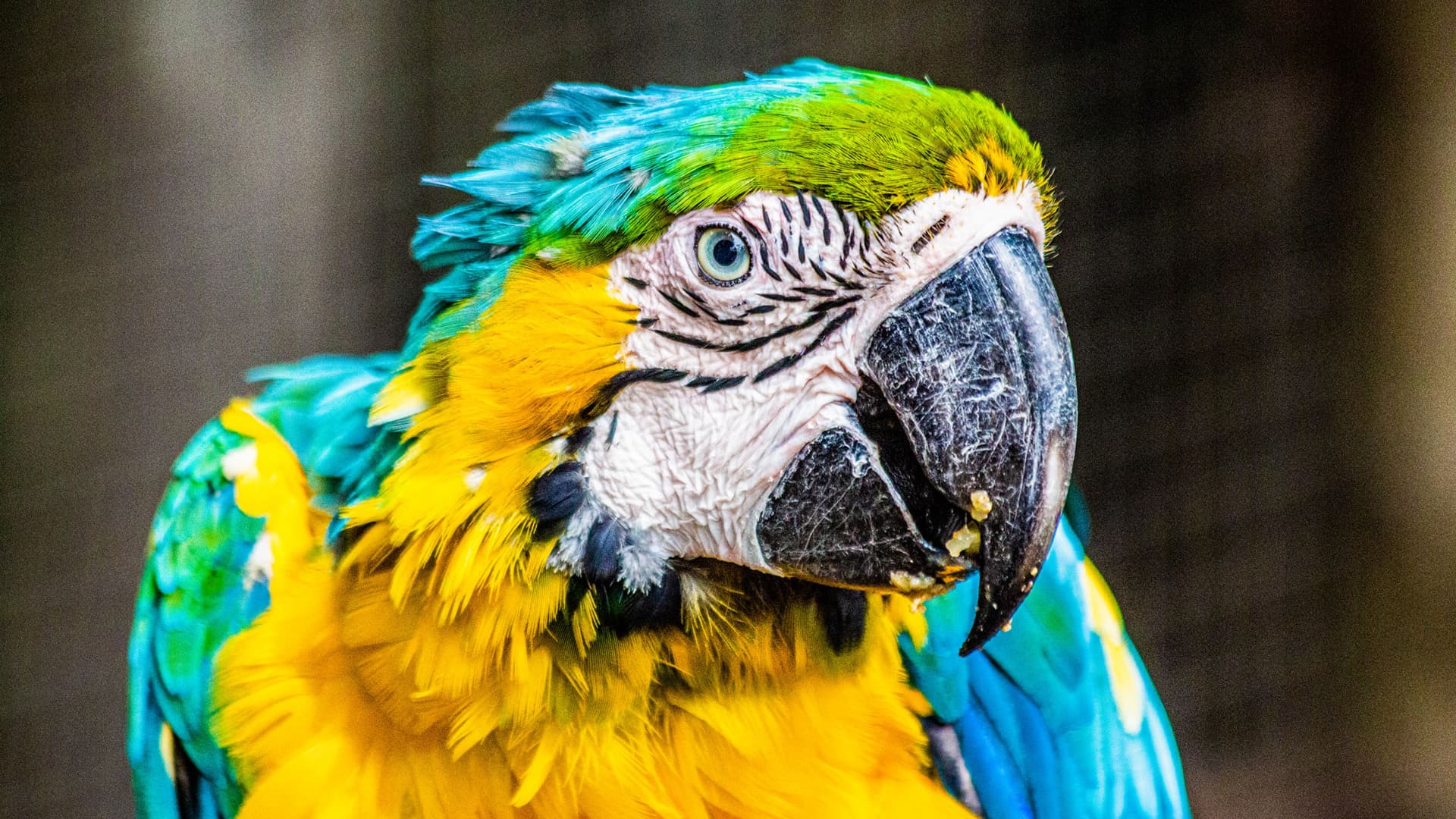 World of Birds Wildlife Sanctuary Hout Bay Cape Town