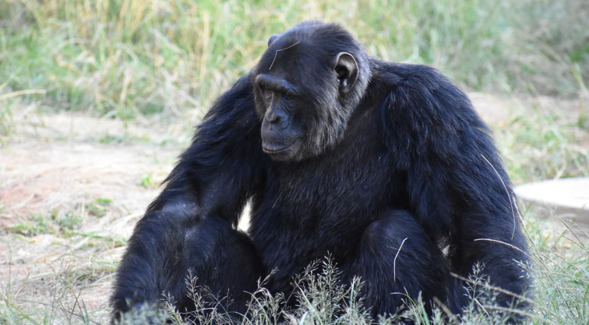 Experience the unique beauty of Chimp Eden in Nelspruit, Mpumalanga