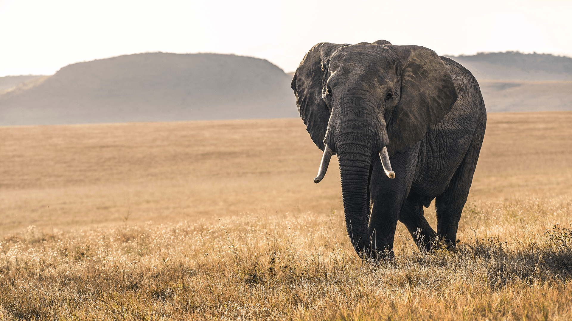 Elephant Whispers