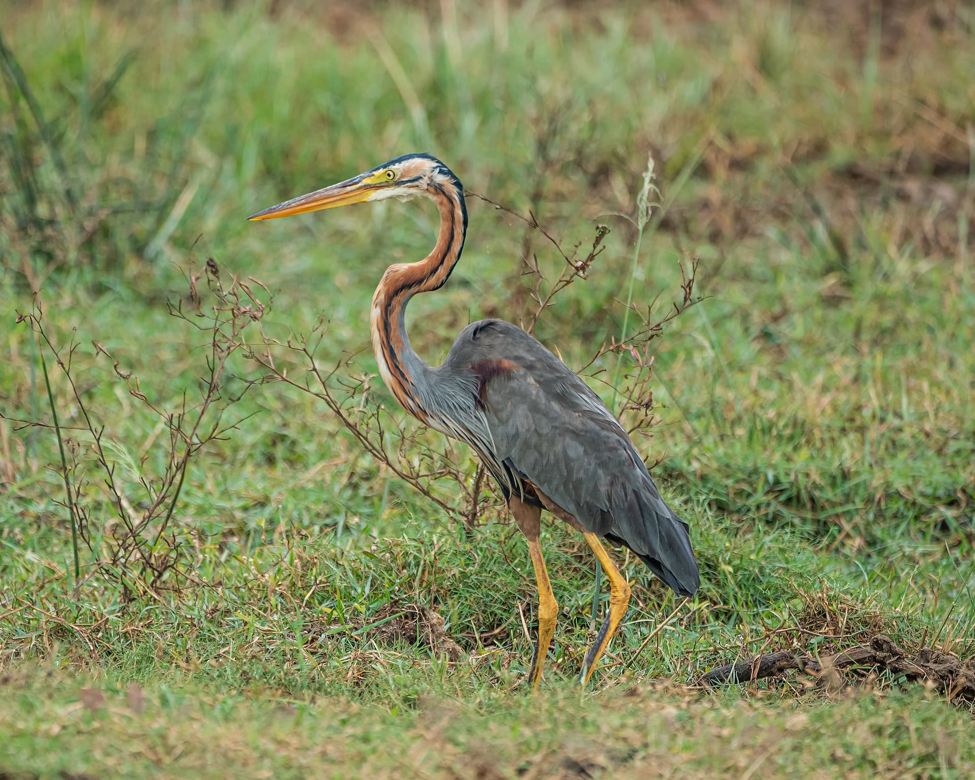 Franklin Nature Reserve, Free State