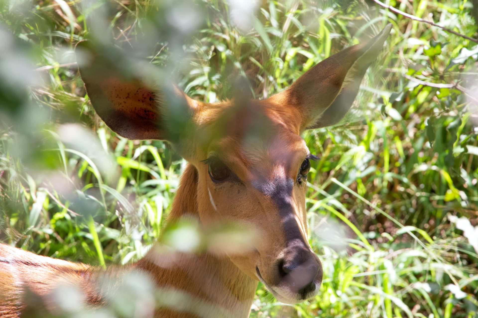 Manyoni Private Game Reserve