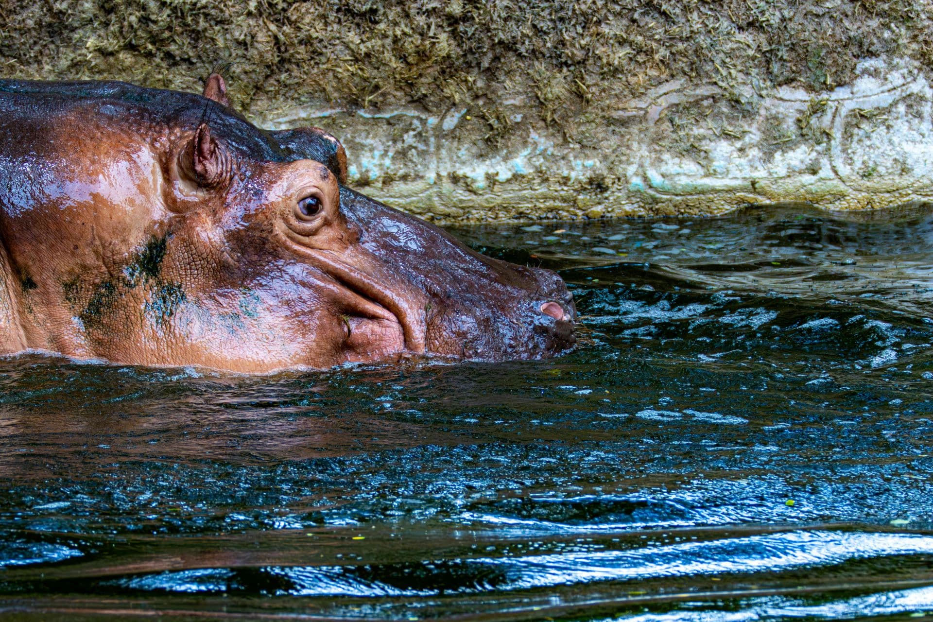 Under-the-Radar Wildlife Encounters: A Journey Beyond the Ordinary