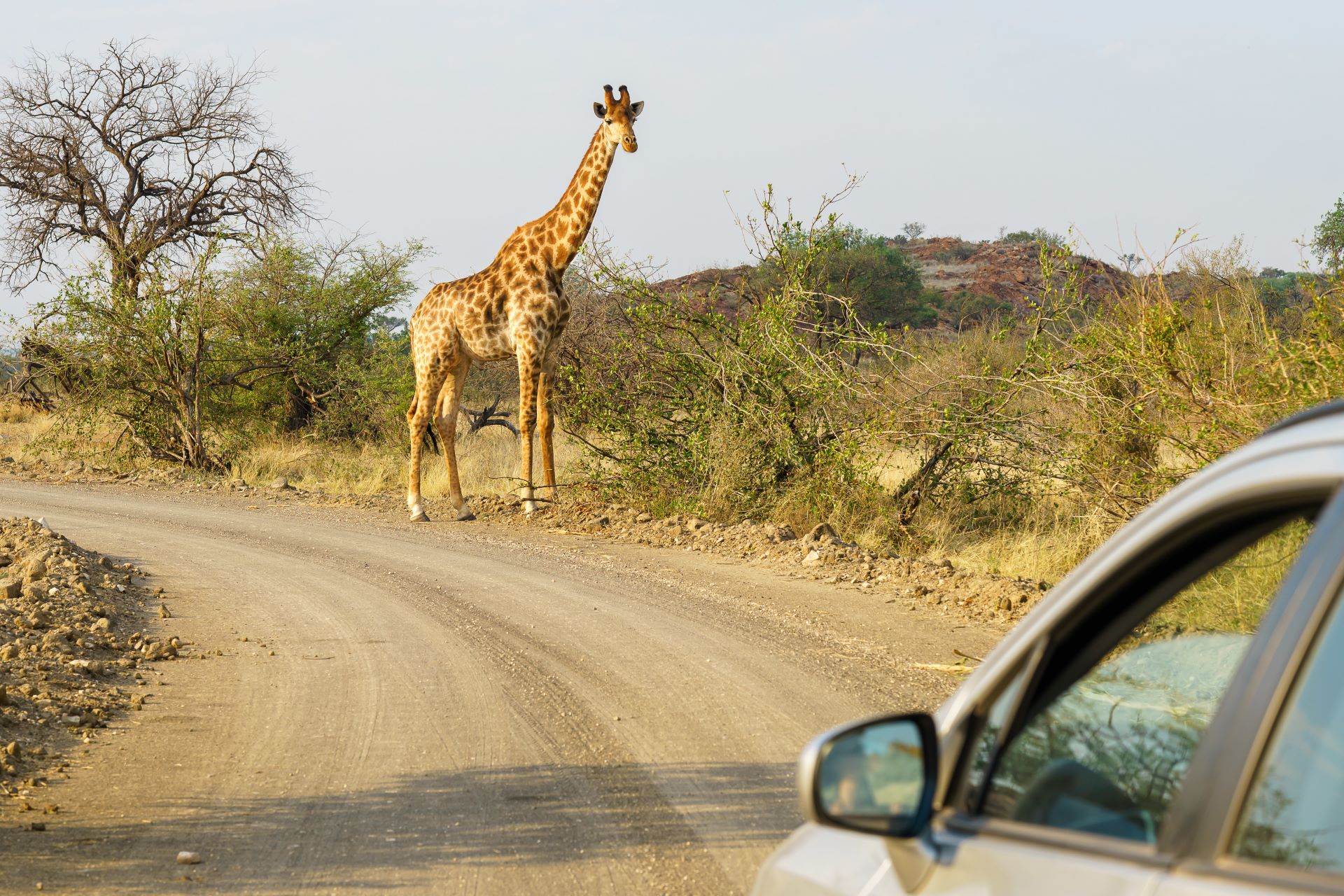 addo-elephant-park-self-drive-guide-roads--wildlife