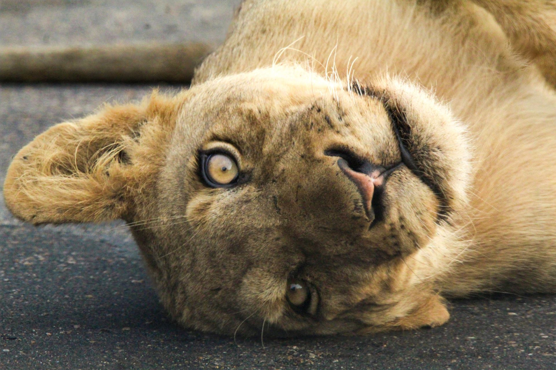 kruger-national-park-on-a-budget-affordable-safari-tips-1