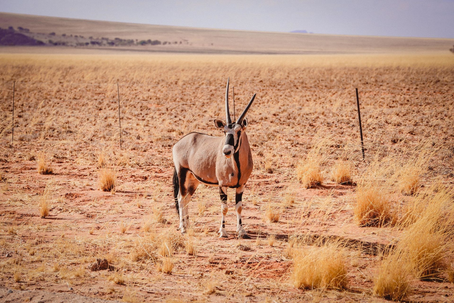 south-africas-desert-adventures-karoo-kalahari-wonders