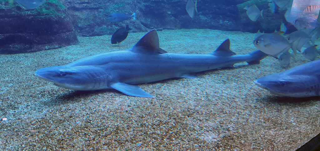 Shartk-uShaka-Marine-World-1024x485.jpg