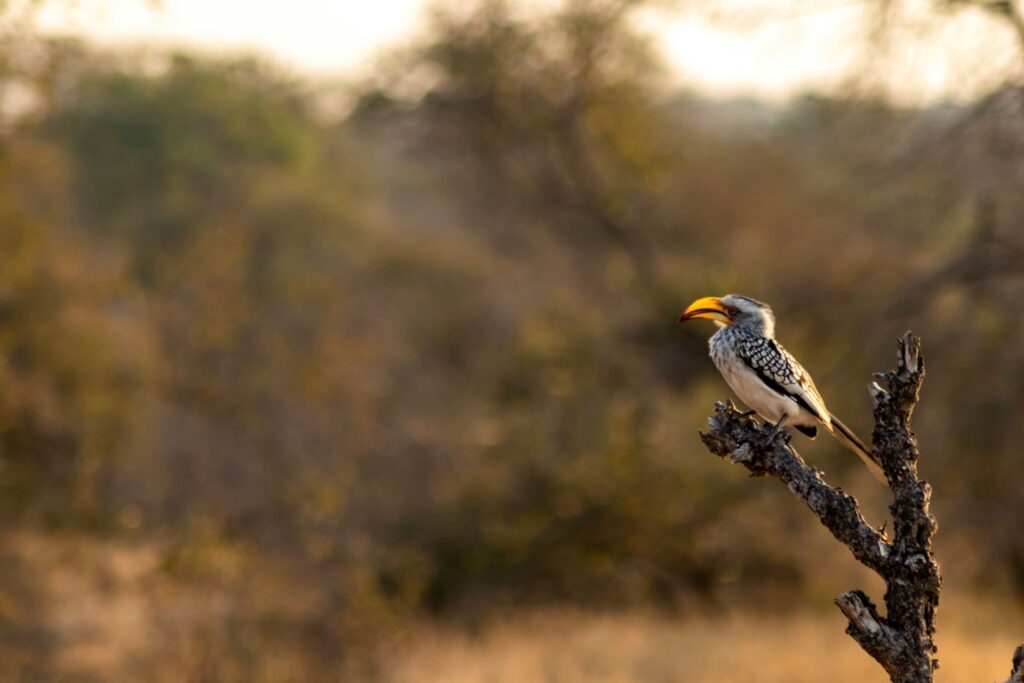 a-first-timers-guide-to-south-africa-how-to-travel-smart-safe-and-sustainably-2-1024x683.jpg