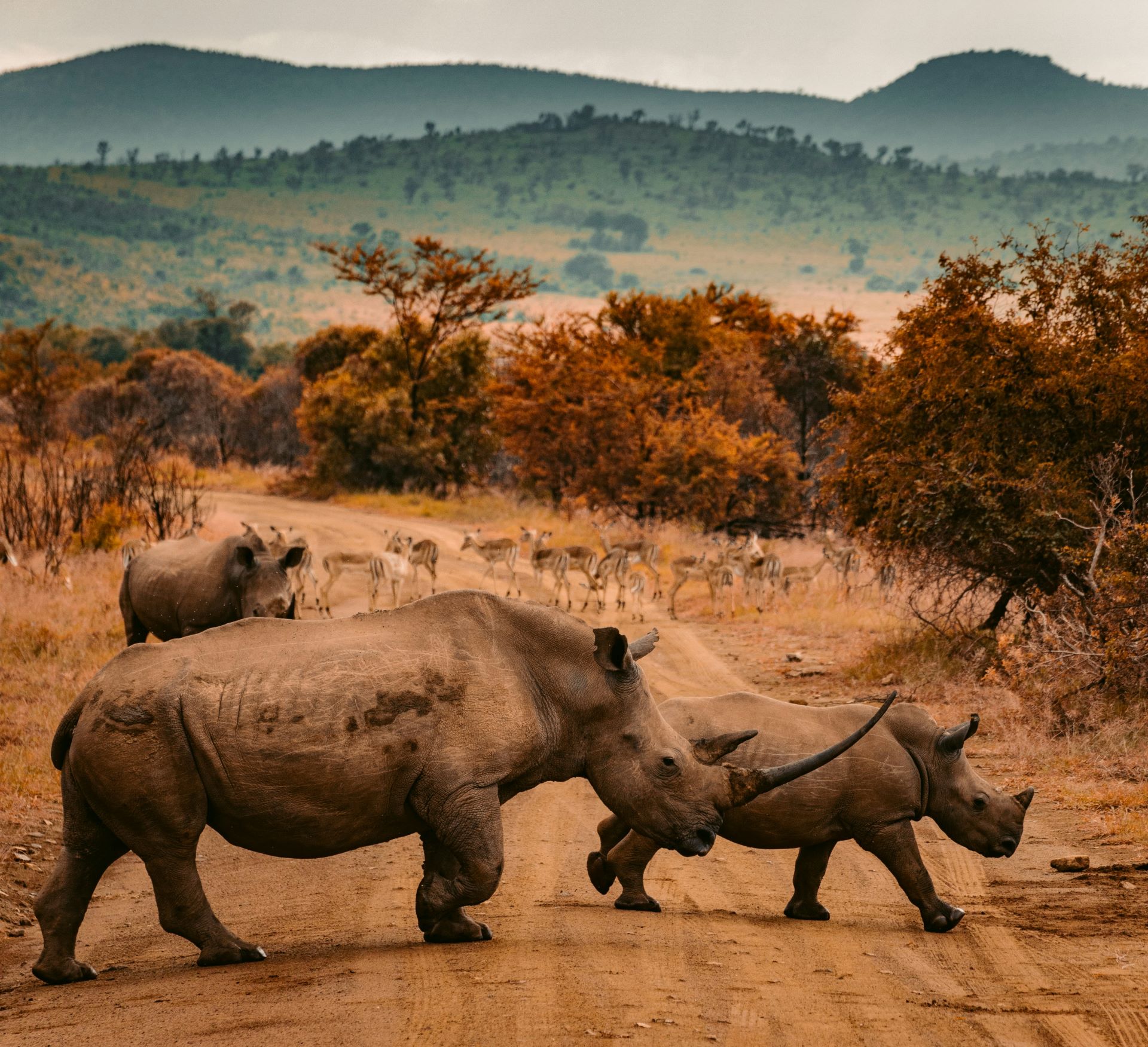 a-first-timers-guide-to-south-africa-how-to-travel-smart-safe-and-sustainably.jpg