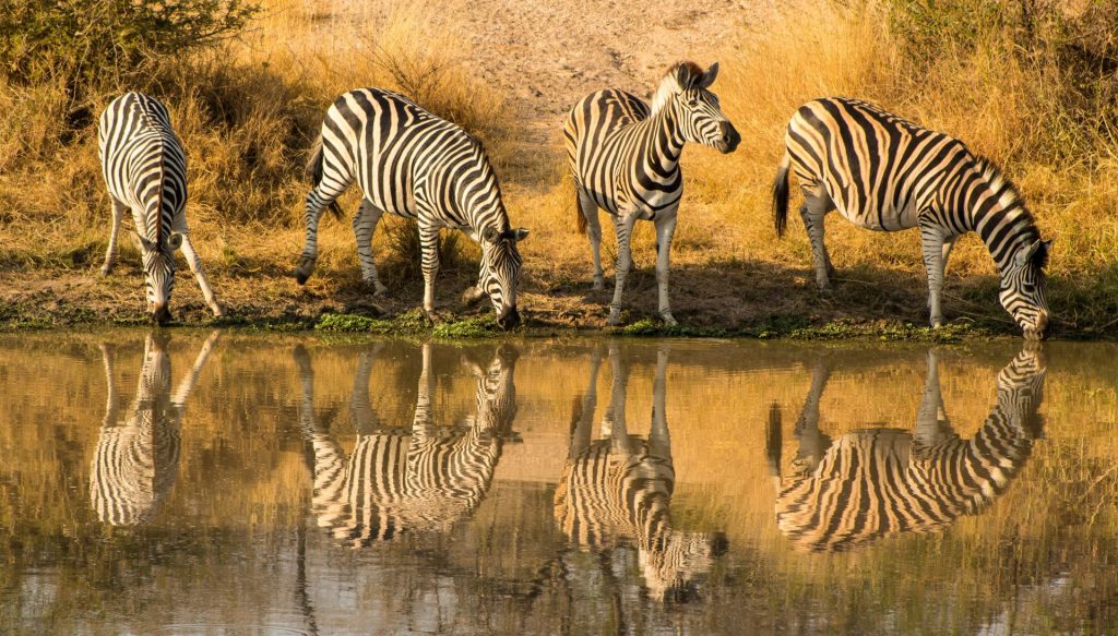a-safari-journey-in-kruger-national-park-1-1024x583.jpg