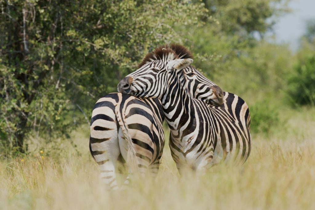 a-safari-journey-in-kruger-national-park-3-1024x684.jpg