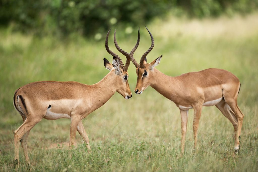 a-safari-journey-in-kruger-national-park-4-1024x684.jpg