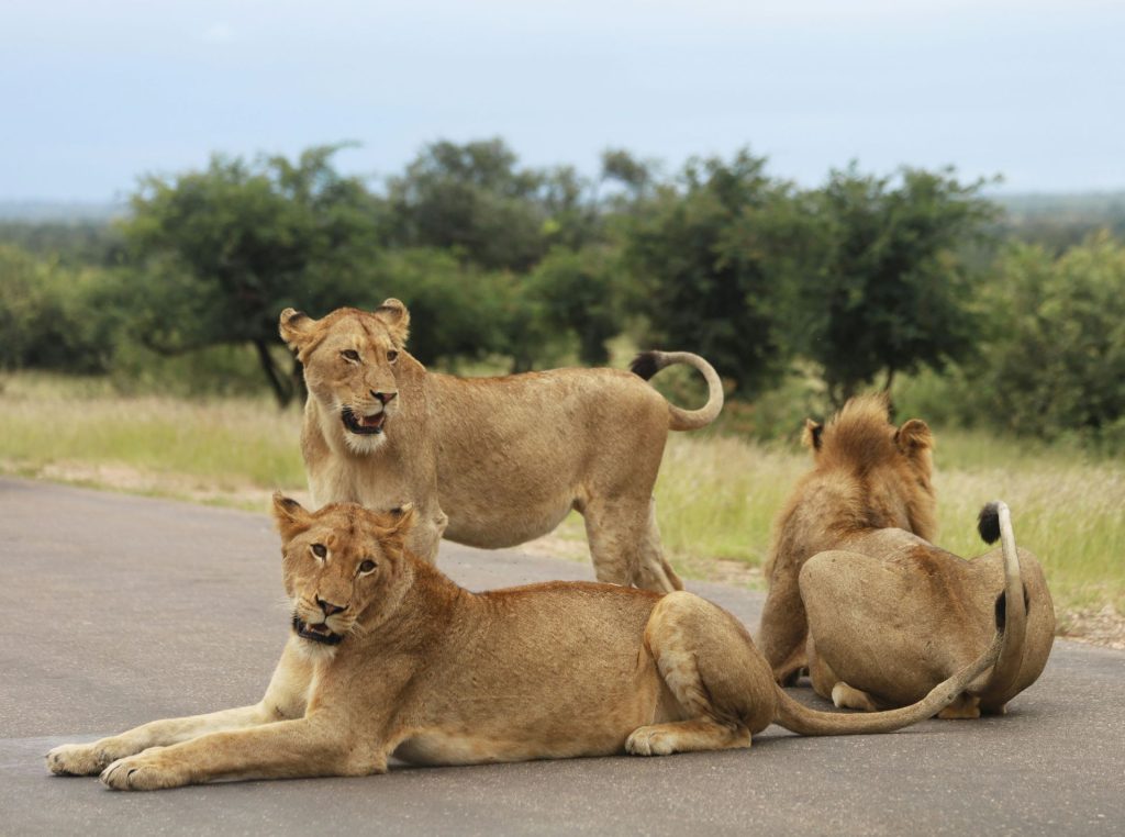 a-safari-journey-in-kruger-national-park-6-1024x762.jpg