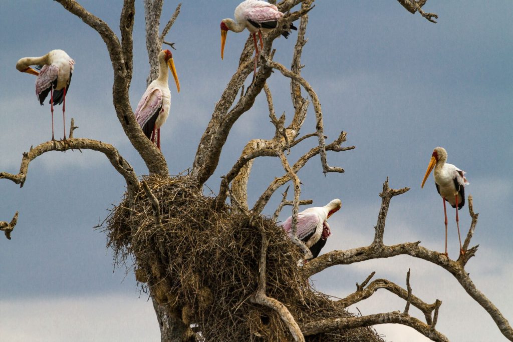 a-safari-journey-in-kruger-national-park-7-1024x683.jpg