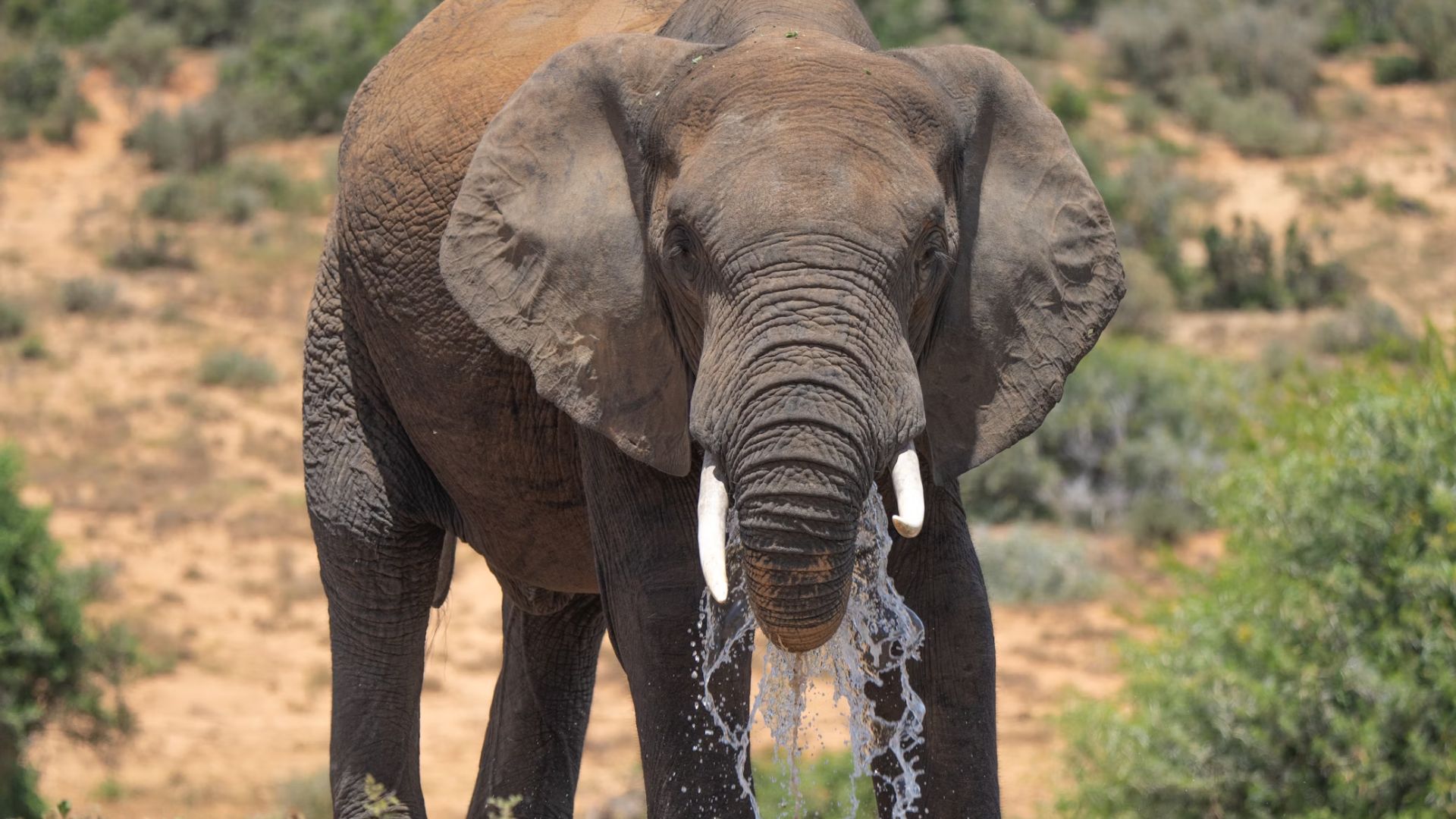 addo-elephant-national-park-1.jpg