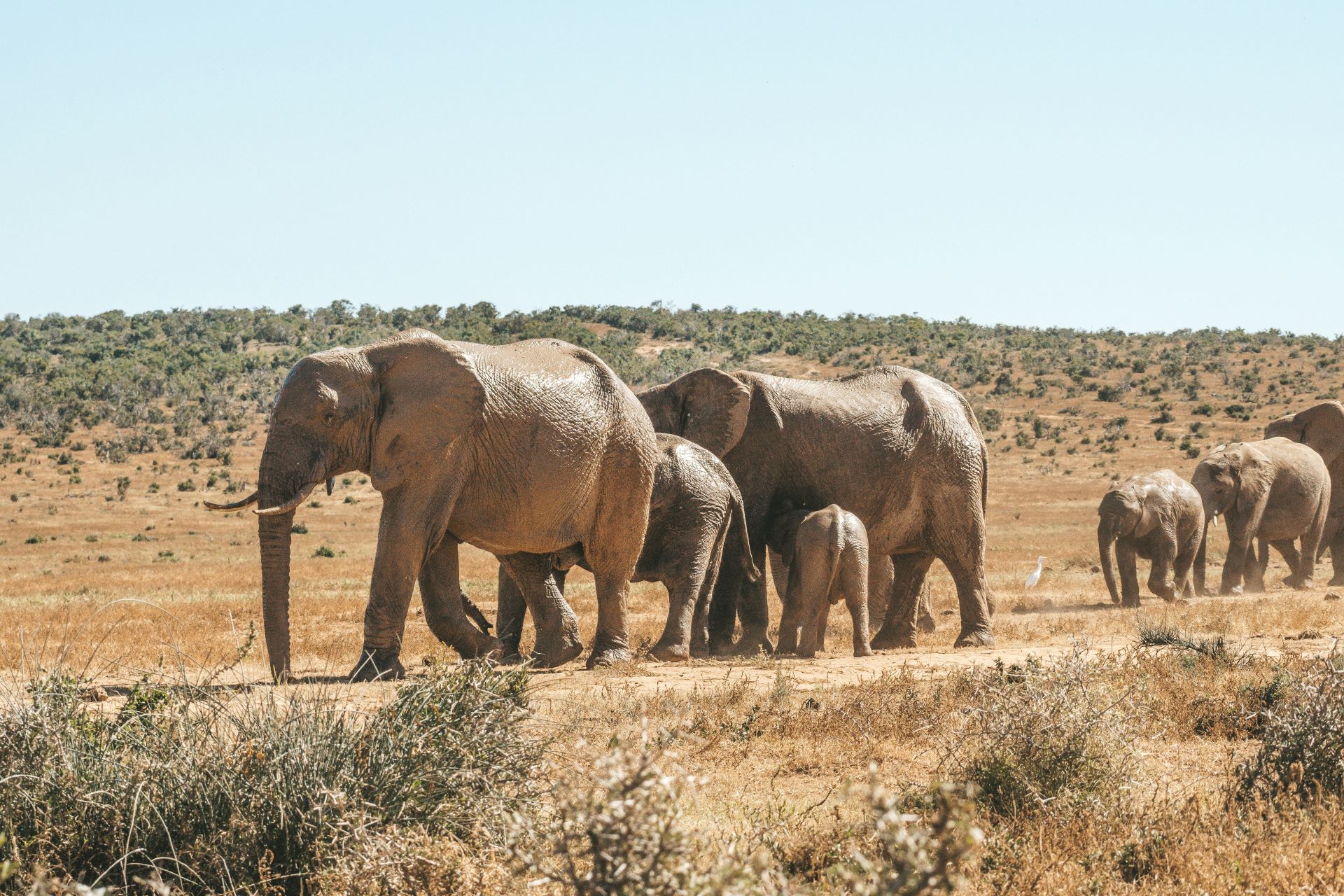 addo-elephant-park-self-drive-guide-roads--wildlife-1.