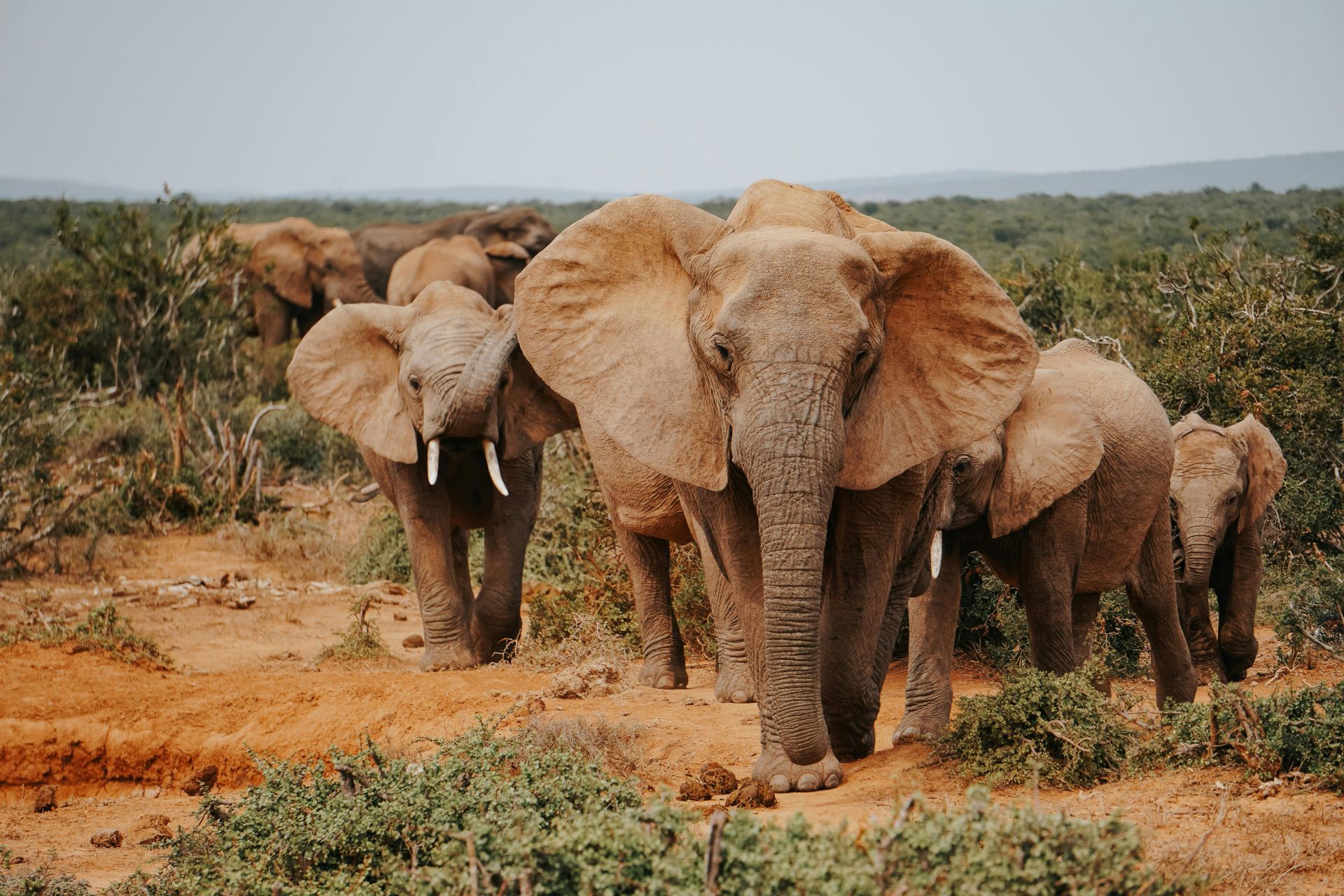 addo-elephant-park-self-drive-guide-roads--wildlife-2