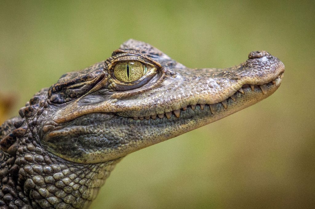 agatha-crocodile-ranch-1024x681.jpg