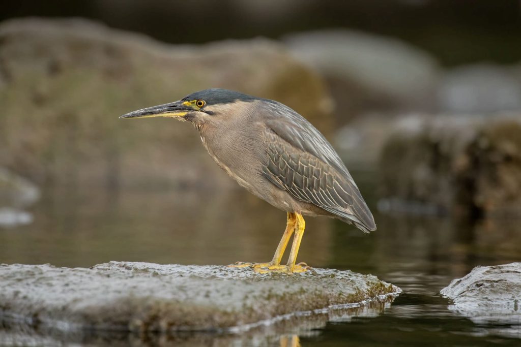 amanzimtoti-bird-sanctuary-1-1024x683.jpg