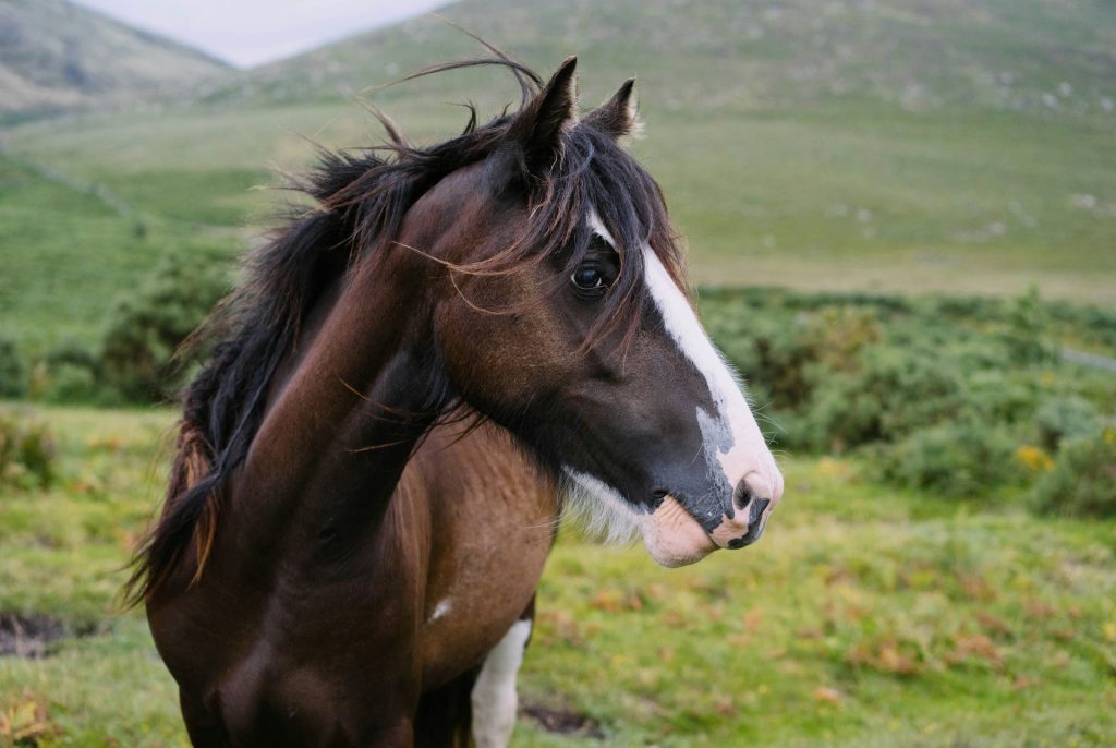 amathole-horse-trails-1-1024x686.jpg