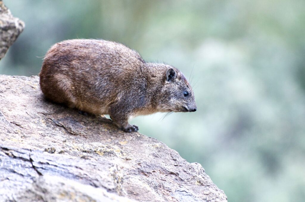augrabies-dassie-trail-1024x678.jpg