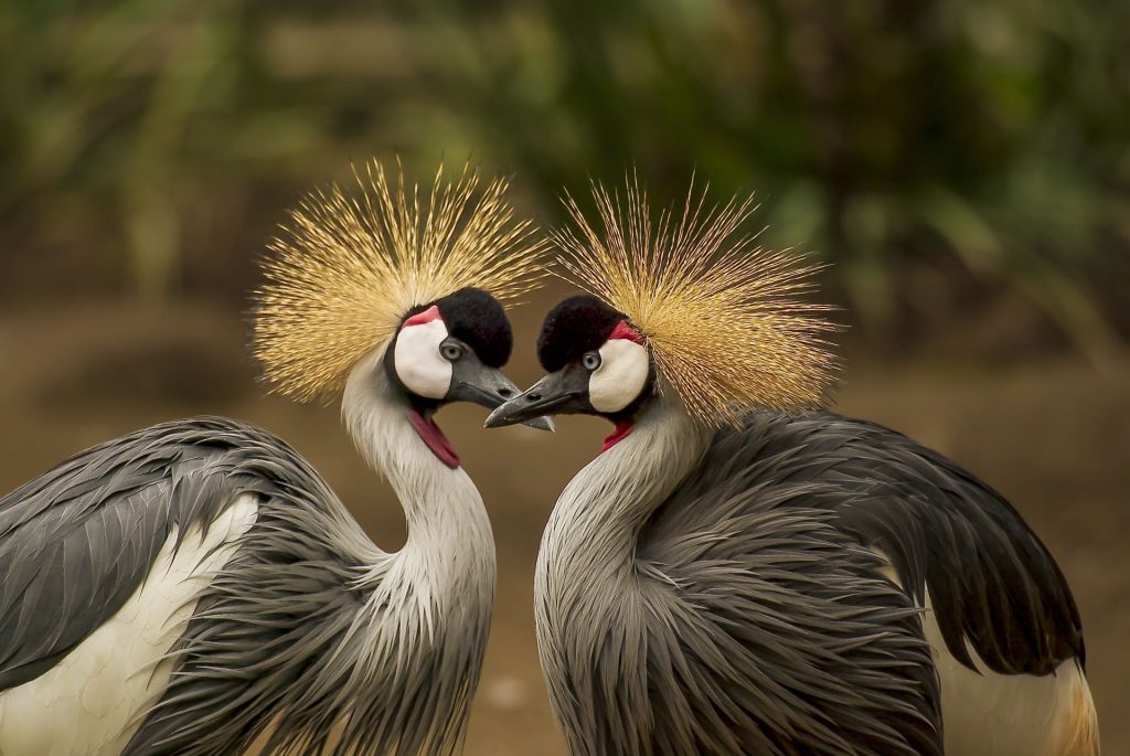 austin-roberts-bird-sanctuary-1024x685.jpg