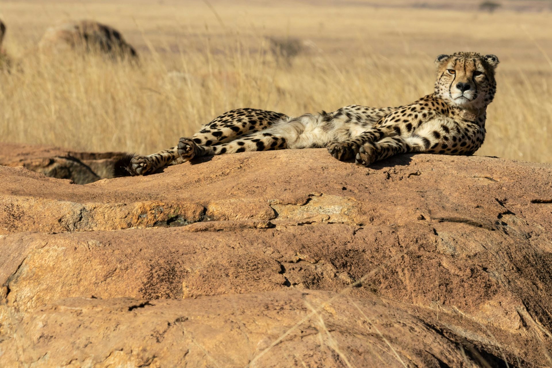 beyond-the-big-five-south-africas-lesser-known-nature-reserves-1.jpg