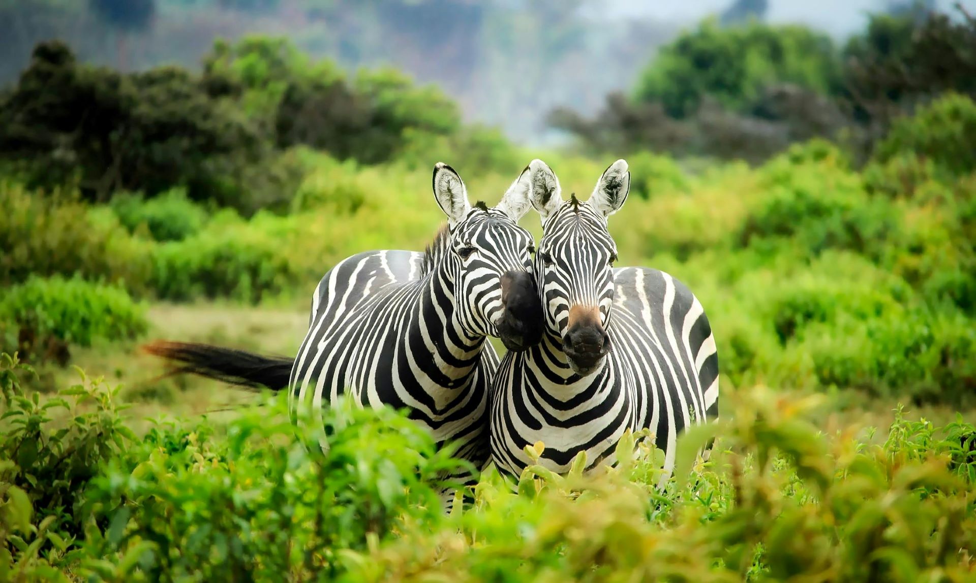 beyond-the-big-five-south-africas-lesser-known-nature-reserves-2.jpg