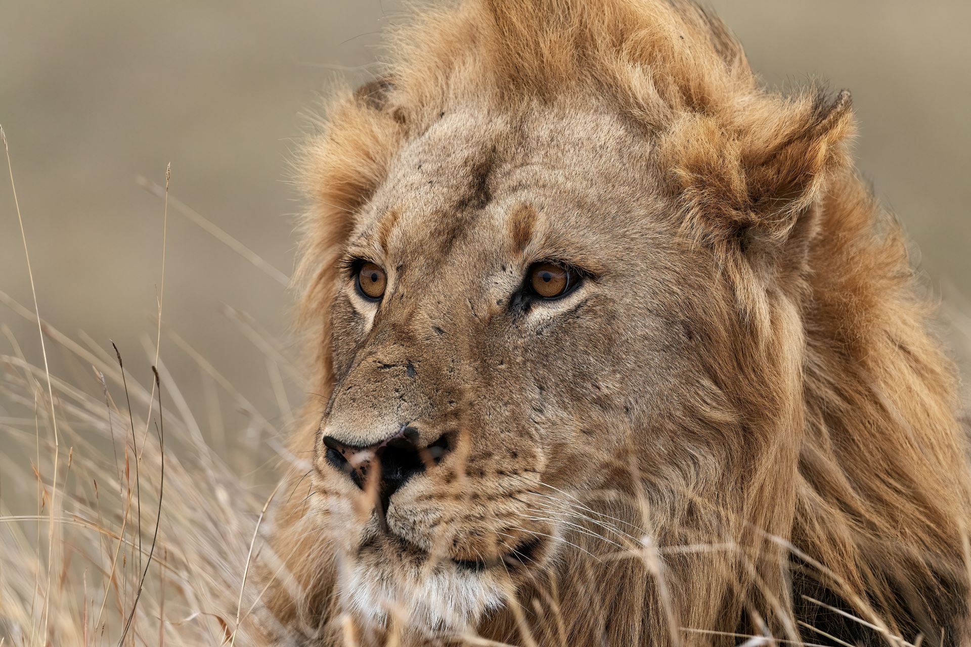 big-five-safari-guide-tips-for-viewing-identifying-photographing-1