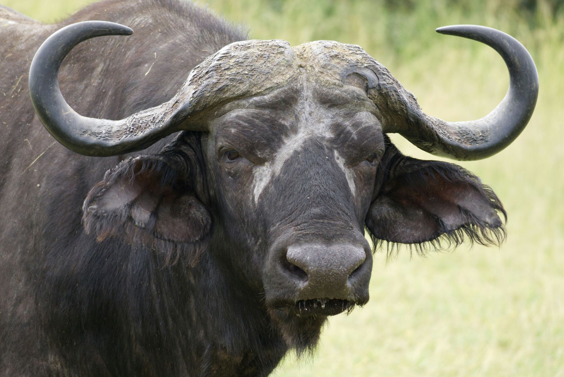 big-five-safari-guide-tips-for-viewing-identifying-photographing-2