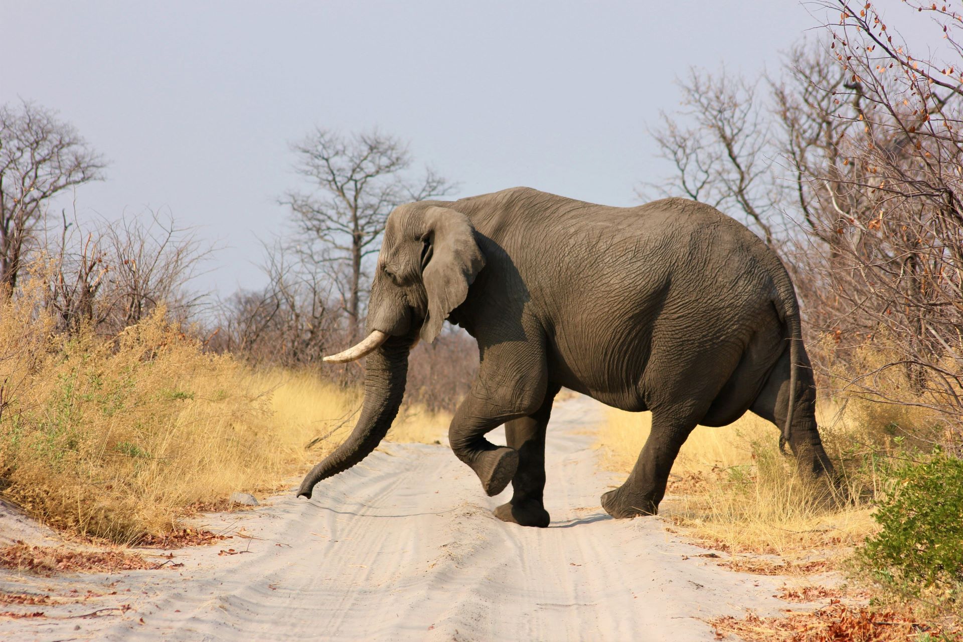 big-five-safari-guide-tips-for-viewing-identifying-photographing