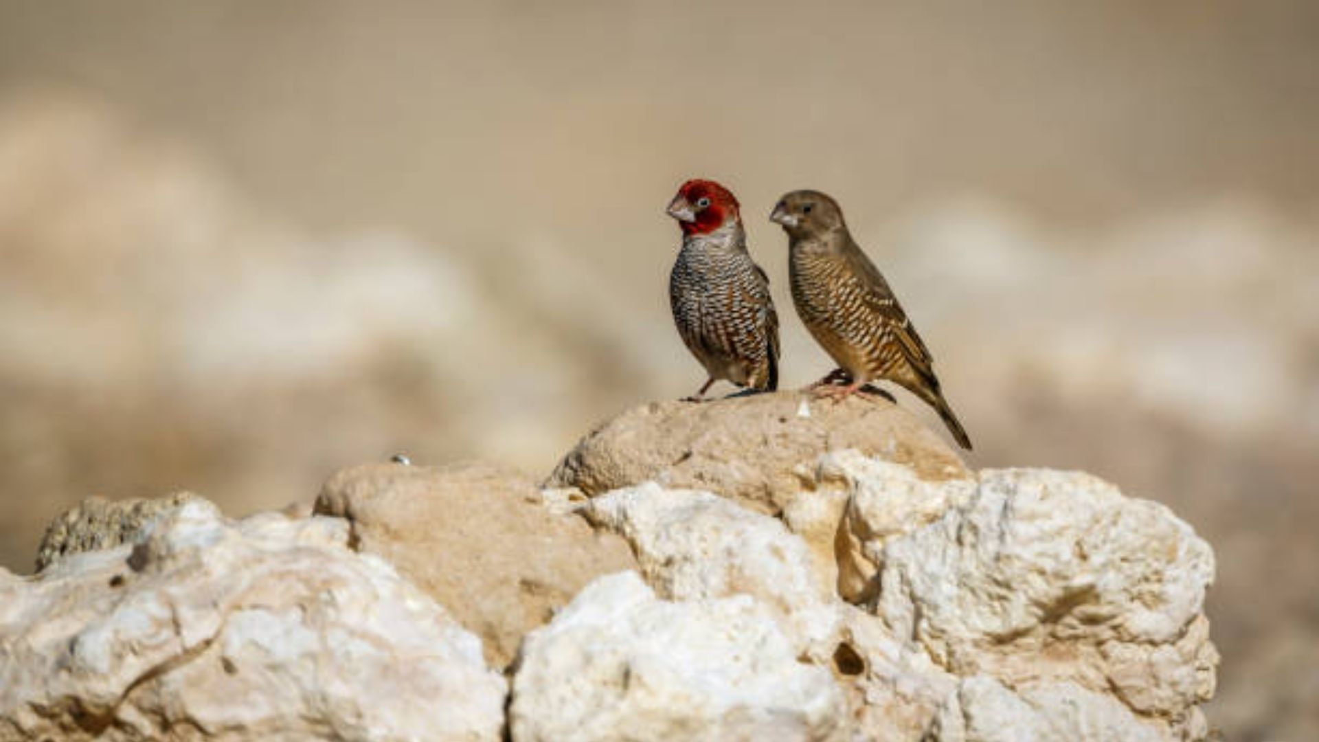 bird-watching.jpg