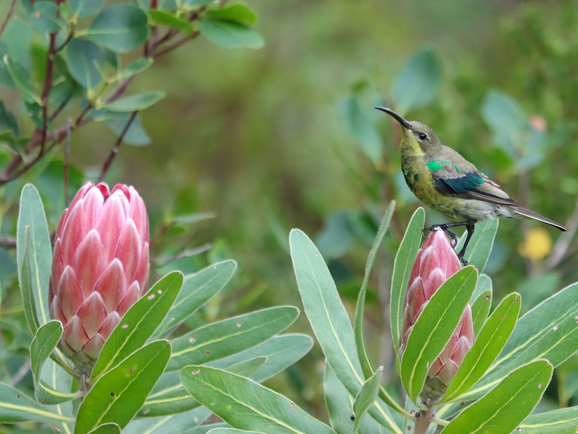 birding-boom-why-south-africa-is-a-top-global-birdwatching-destination-2.jpg