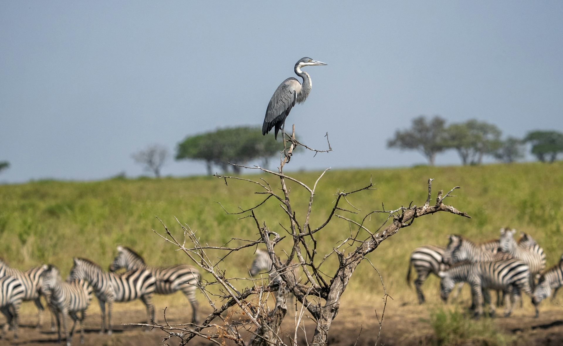 birdwatchers-paradise-south-africas-top-spots-for-rare-species-1.jpg