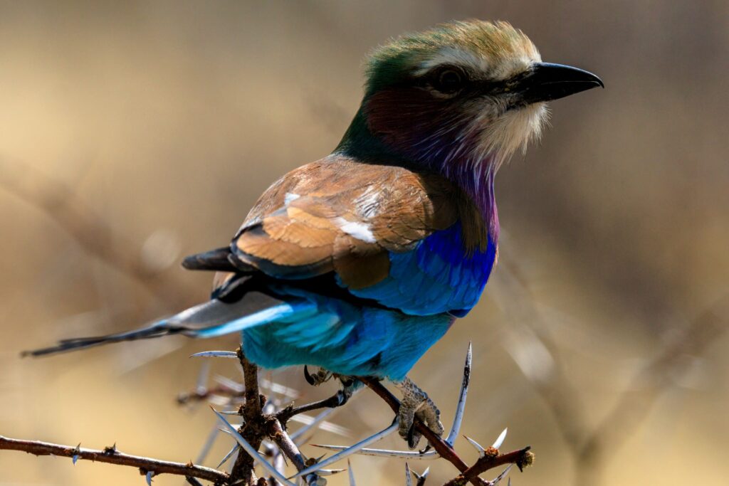 birdwatchers-paradise-south-africas-top-spots-for-rare-species-1024x683.jpg