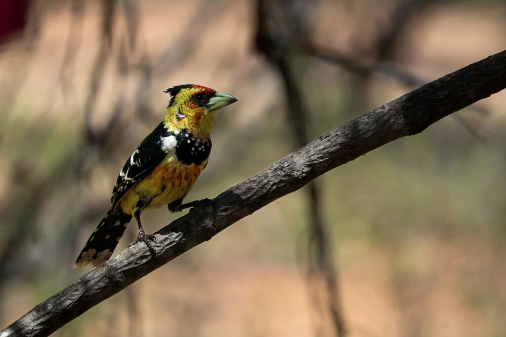 birdwatchers-paradise-south-africas-top-spots-for-rare-species-2-1024x683.jpg