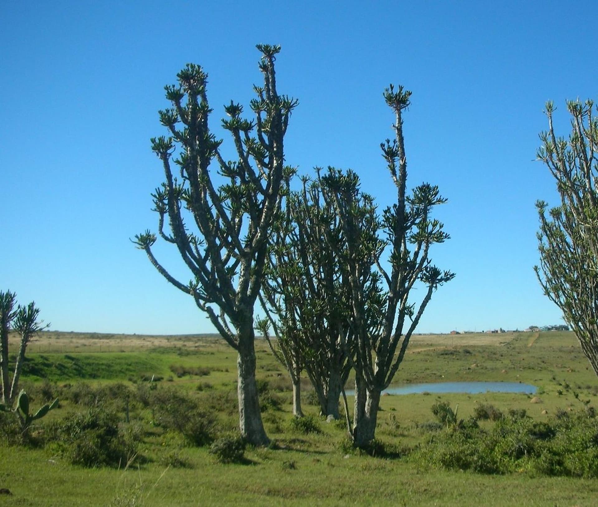 blaauwkrantz-nature-reserve-makana-botanical-gardens.jpg